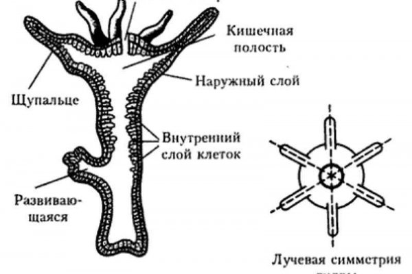 Кракен зеркало gigageek ru